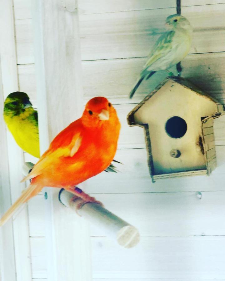 Casita Limon Andratx 빌라 외부 사진
